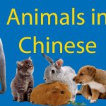 172 Animals in Chinese 😼 LTL's Ultimate 动物 Encyclopedia   Thumbnail